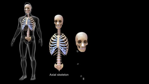 Skull Ribcage Vertebral Columns Human Skeletal System Illustration — стокове відео