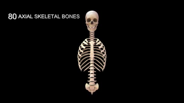 Totalt Axialben Människans Skelettsystem Illustration — Stockvideo