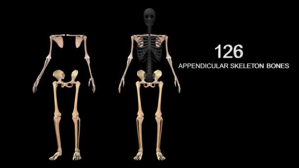 Kerangka Appendicular Dalam Manusia Skeletal System Ilustrasi — Stok Video