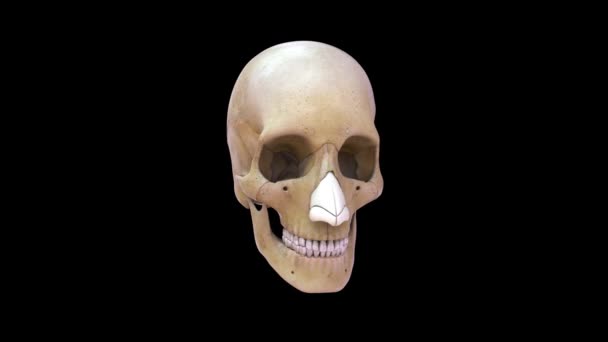 人間の頭蓋骨3Dアニメーション — ストック動画