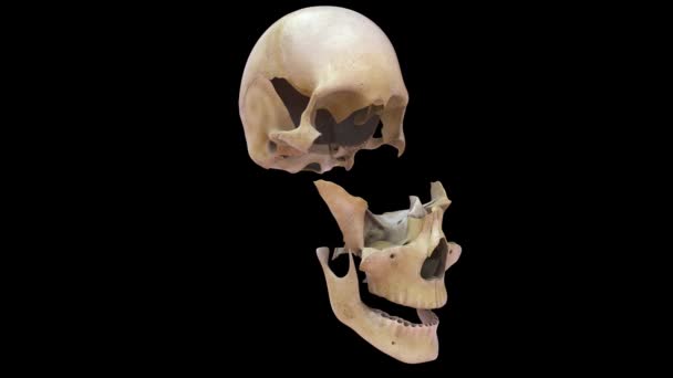 Ossos Faciais Cranianos Ilustração Skull — Vídeo de Stock