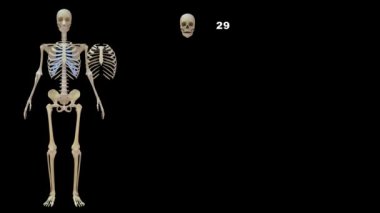 İnsan vücudundaki toplam kemikler 3D illüstrasyon