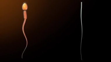 Sperm hücresindeki eksen lifleri 3D animasyon
