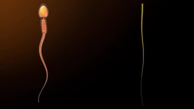 Sperm hücresindeki eksensel lifler 3D animasyon 