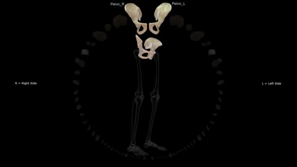 Kości Kończyn Dolnych Układzie Szkieletowym Animacja — Wideo stockowe