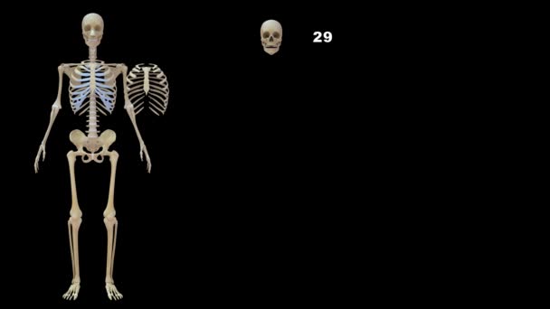 Σύνολο Οστών Στο Ανθρώπινο Σώμα Εικονογράφηση — Αρχείο Βίντεο