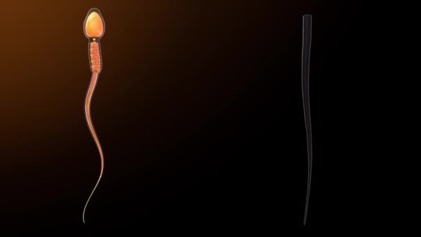 精子细胞的尾端部分 3D动画 — 图库视频影像