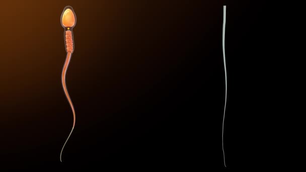Sperm Hücresindeki Eksen Lifleri Animasyon — Stok video