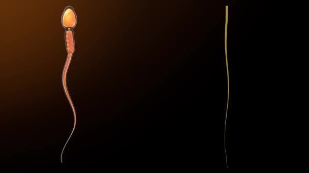 Sperm Hücresindeki Eksensel Lifler Animasyon — Stok video
