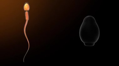 Sperm hücresindeki baş plazma zarı 3D animasyon
