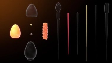 Sperm toplam parça açıklaması 3d animasyon