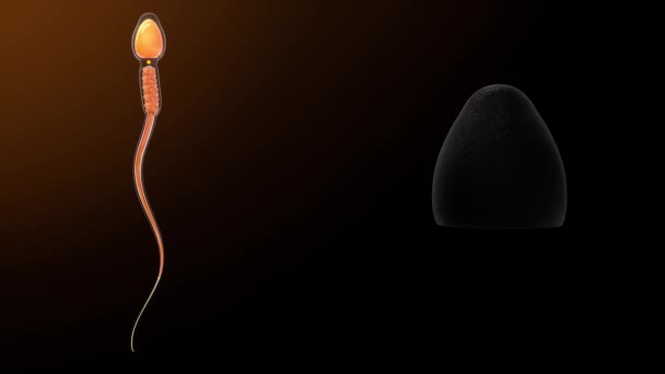 Sperm Hücresi Animasyonunda Çapraz — Stok video