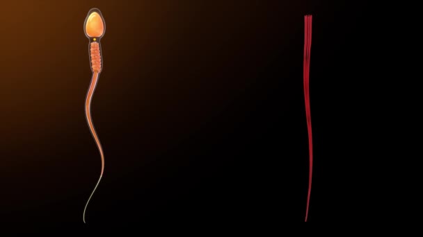 Густе Зовнішнє Волокно Сперматозоїдній Клітині Рендерингу — стокове відео
