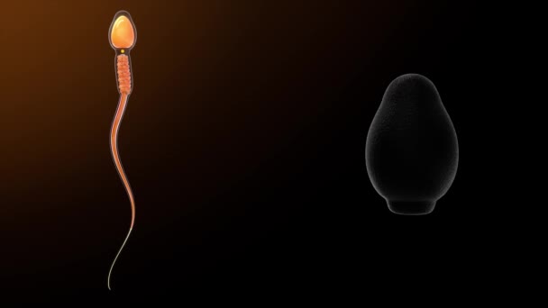 精子中的头部等离子膜 3D动画 — 图库视频影像