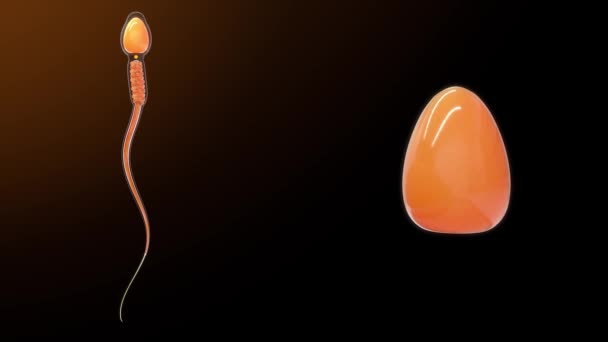 Jádro Buňce Spermie Ilustrace — Stock video