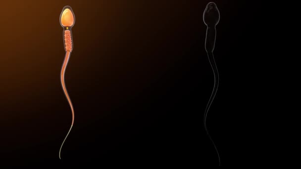 Plasmamembran Spermien Zell Animation — Stockvideo