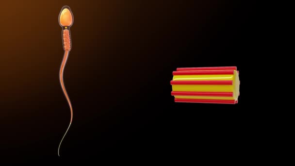 精子中的近心室 3D动画 — 图库视频影像