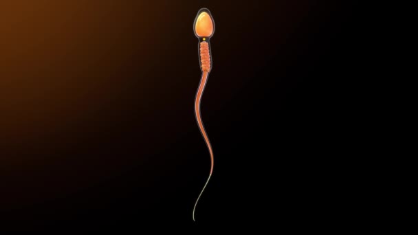 Spermienbewegung Vor Schwarzem Hintergrund Illustration — Stockvideo