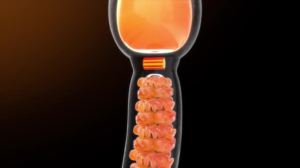 Анатомия Спермы Иллюстрация — стоковое видео