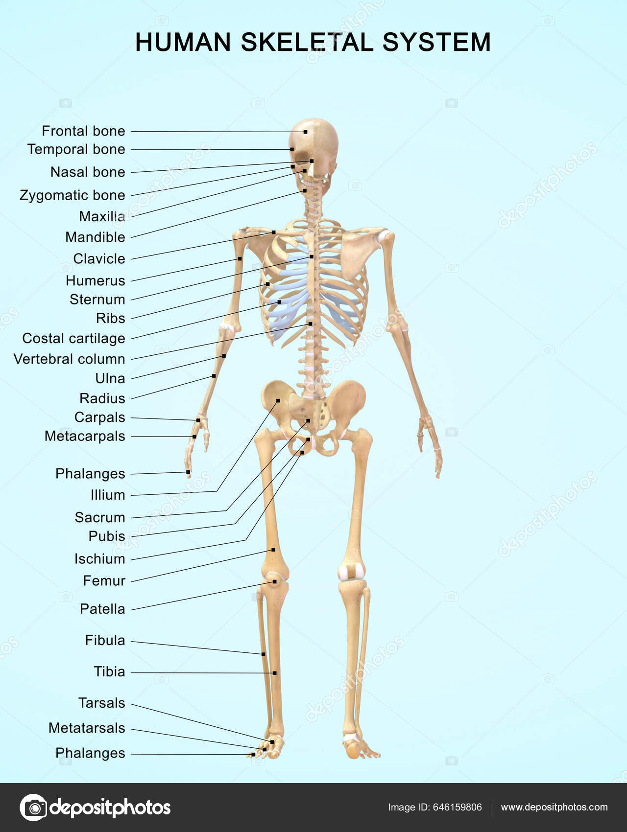 Rendered Illustration Human Skeletal System Anatomy Detailed Labels ...