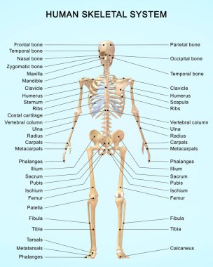 Ayrıntılı Etiketlerle İnsan İskelet Sistemi 'nin 3D çizimi