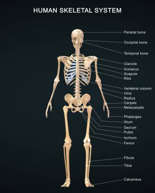 Ayrıntılı Etiketlerle İnsan İskelet Sistemi 'nin 3D çizimi