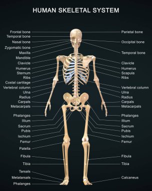 Ayrıntılı Etiketlerle İnsan İskelet Sistemi 'nin 3D çizimi