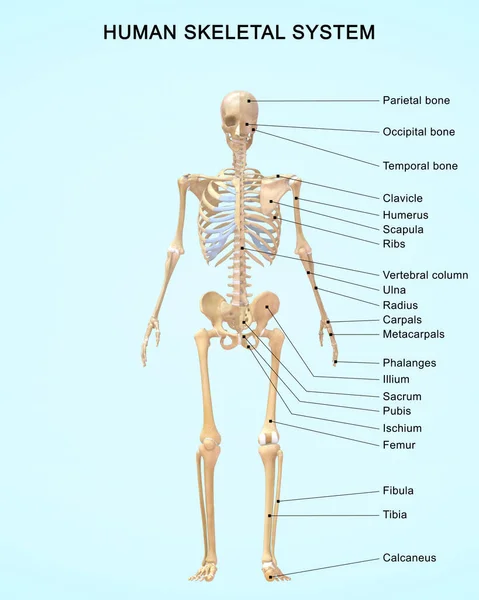 Renderowana Ilustracja Ludzkiej Anatomii Układu Szkieletowego Szczegółowymi Etykietami — Zdjęcie stockowe