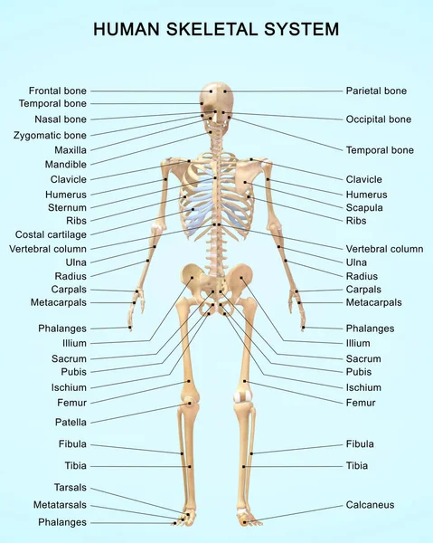 Renderizado Ilustración Anatomía Del Sistema Esquelético Humano Con Etiquetas Detalladas —  Fotos de Stock