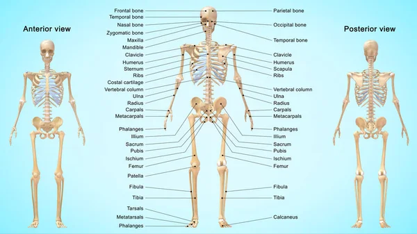 Απόδοση Εικονογράφηση Του Ανθρώπινου Σκελετικού Συστήματος Ανατομία Λεπτομερείς Ετικέτες — Φωτογραφία Αρχείου