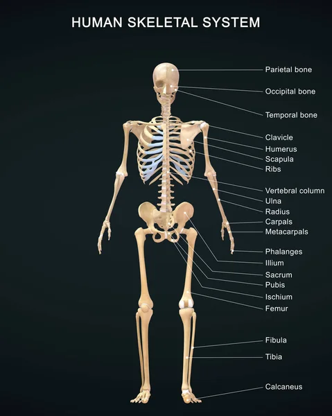 3D用精细标记对人体骨骼系统解剖进行了说明 — 图库照片