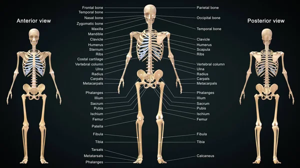 Απόδοση Εικονογράφηση Του Ανθρώπινου Σκελετικού Συστήματος Ανατομία Λεπτομερείς Ετικέτες — Φωτογραφία Αρχείου