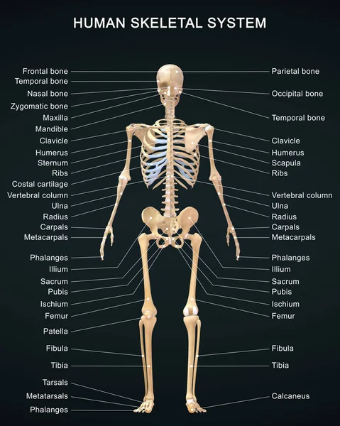 Renderizado Ilustración Anatomía Del Sistema Esquelético Humano Con Etiquetas Detalladas — Foto de Stock