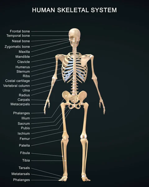 3Dレンダリングされた人間の骨格系のイラスト詳細なラベルと解剖学 — ストック写真