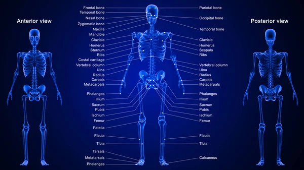 Illustration Anatomie Système Squelettique Humain Avec Des Étiquettes Détaillées — Photo