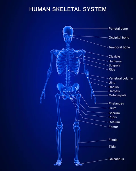 Utförd Illustration Människans Skelettsystem Anatomi Med Detaljerade Etiketter — Stockfoto