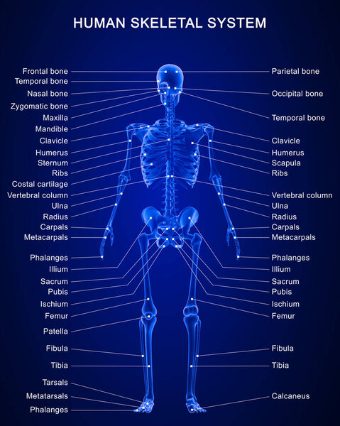 Трехмерная иллюстрация анатомии скелетной системы человека с подробными метками