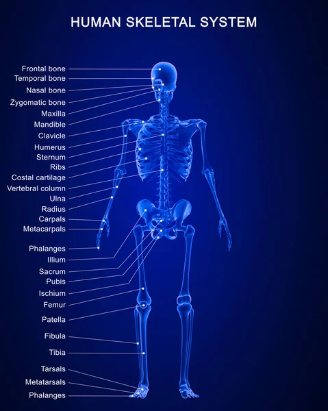 Ilustrace Anatomie Lidského Kosterního Systému Podrobnými Etiketami — Stock fotografie