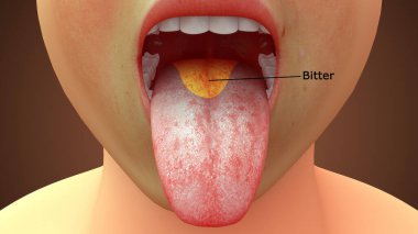Dil anatomisinin 3D çizimi, acı alan