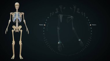 Üst uzuv kemikleri, karpuzlar ve pisiformun 3D çizimi