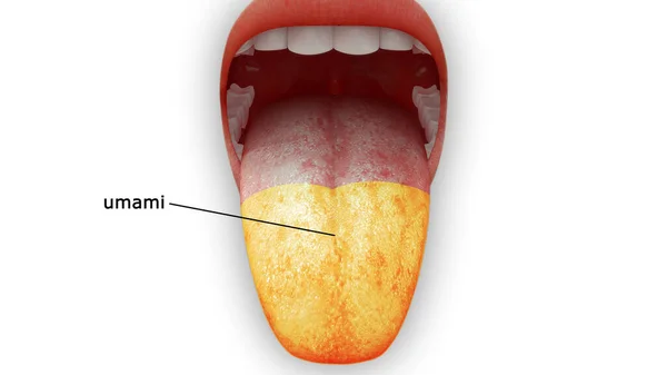 Umami地区舌解剖学图解3D — 图库照片