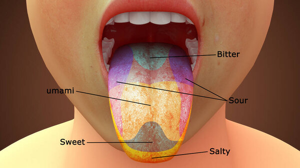 3d rendered illustration of tongue anatomy