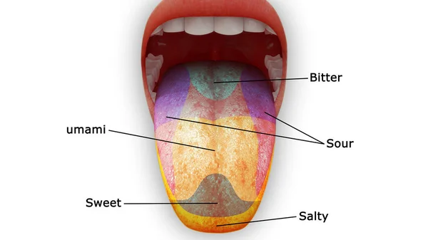 3Dレンダリングされた舌の解剖図 — ストック写真
