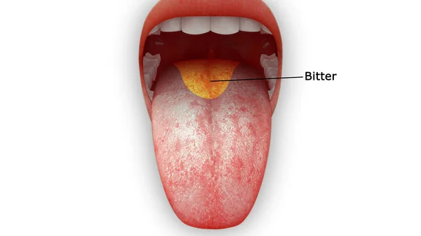 3D展示了舌解剖学 苦区域的图解 — 图库照片