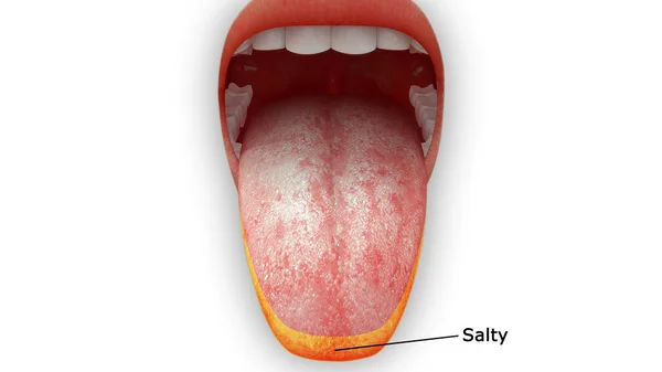 Rendered Illustration Tongue Anatomy Salty Area — Stock Photo, Image