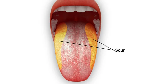 Rendered Illustration Tongue Anatomy Sour Area — Stock Photo, Image
