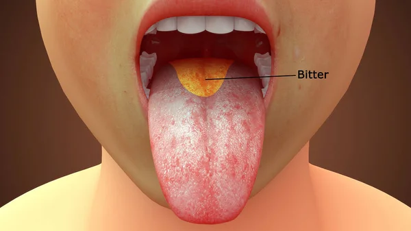 Rendered Illustration Tongue Anatomy Bitter Area — Stock Photo, Image