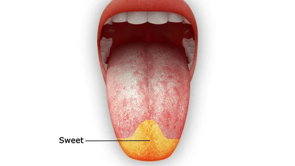 舌の解剖学 甘い領域の3Dレンダリングイラスト — ストック写真