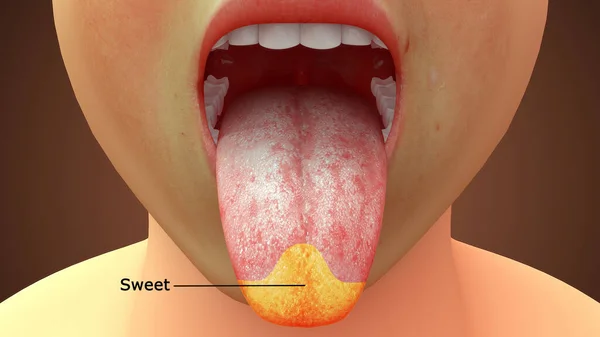 Rendered Illustration Tongue Anatomy Sweet Area — Stock Photo, Image