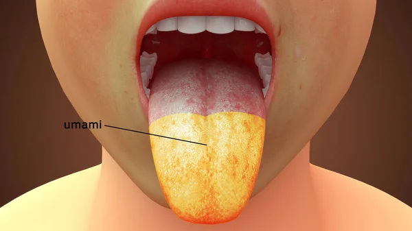 Rendered Illustration Tongue Anatomy Umami Area — Stock Photo, Image